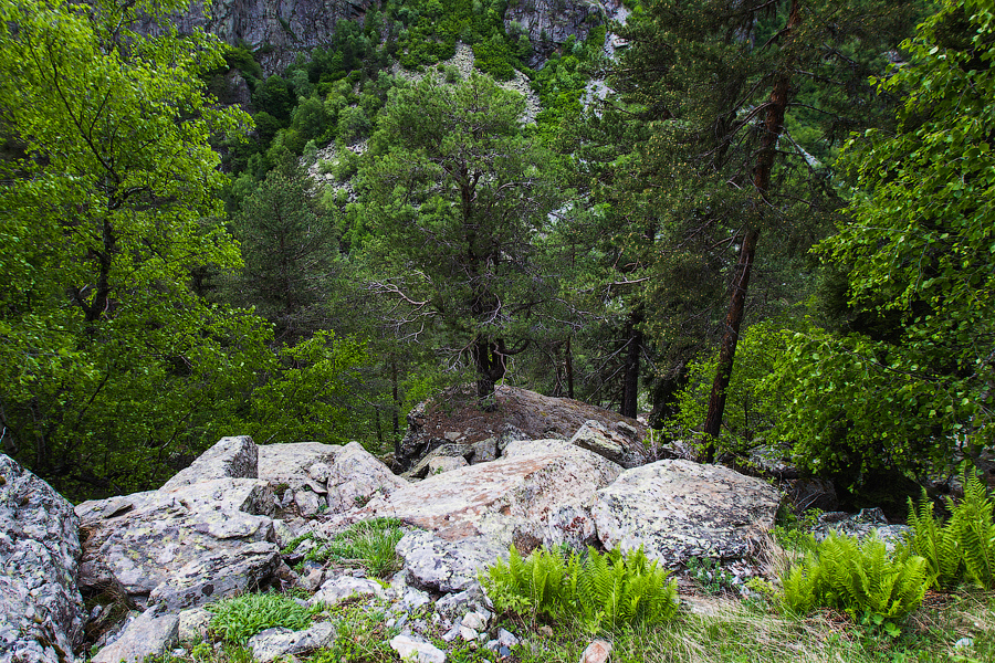 Живописная горная тропка проходит по скальному каньону реки Твибер. Сосна растет прямо из камня! Самегрело-Земо-Сванети, Грузия