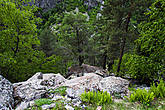 Живописная горная тропка проходит по скальному каньону реки Твибер. Сосна растет прямо из камня!