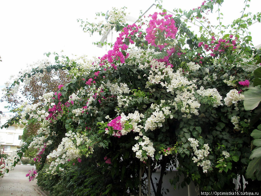 Прошёл год. И снова Дидим в октябре Дидим, Турция