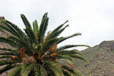 Канарская финиковая пальма
(Phoenix canadensis) — Эндемник Канарских островов.