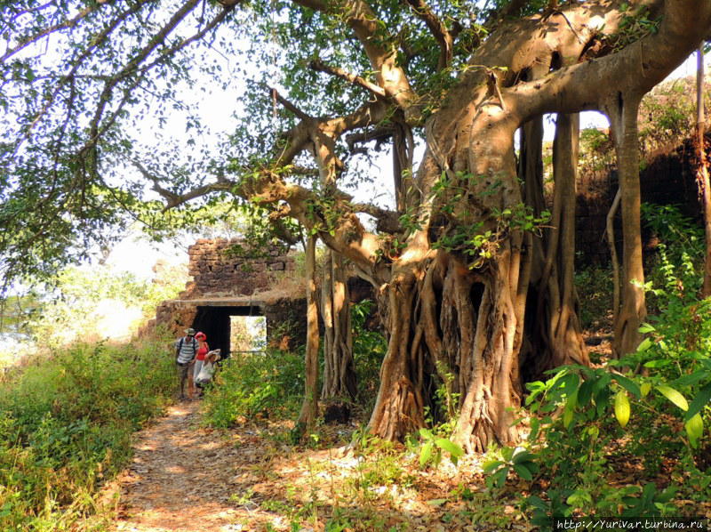 В крепости есть уникальные деревья возрастом многих сотен лет Палолем, Индия