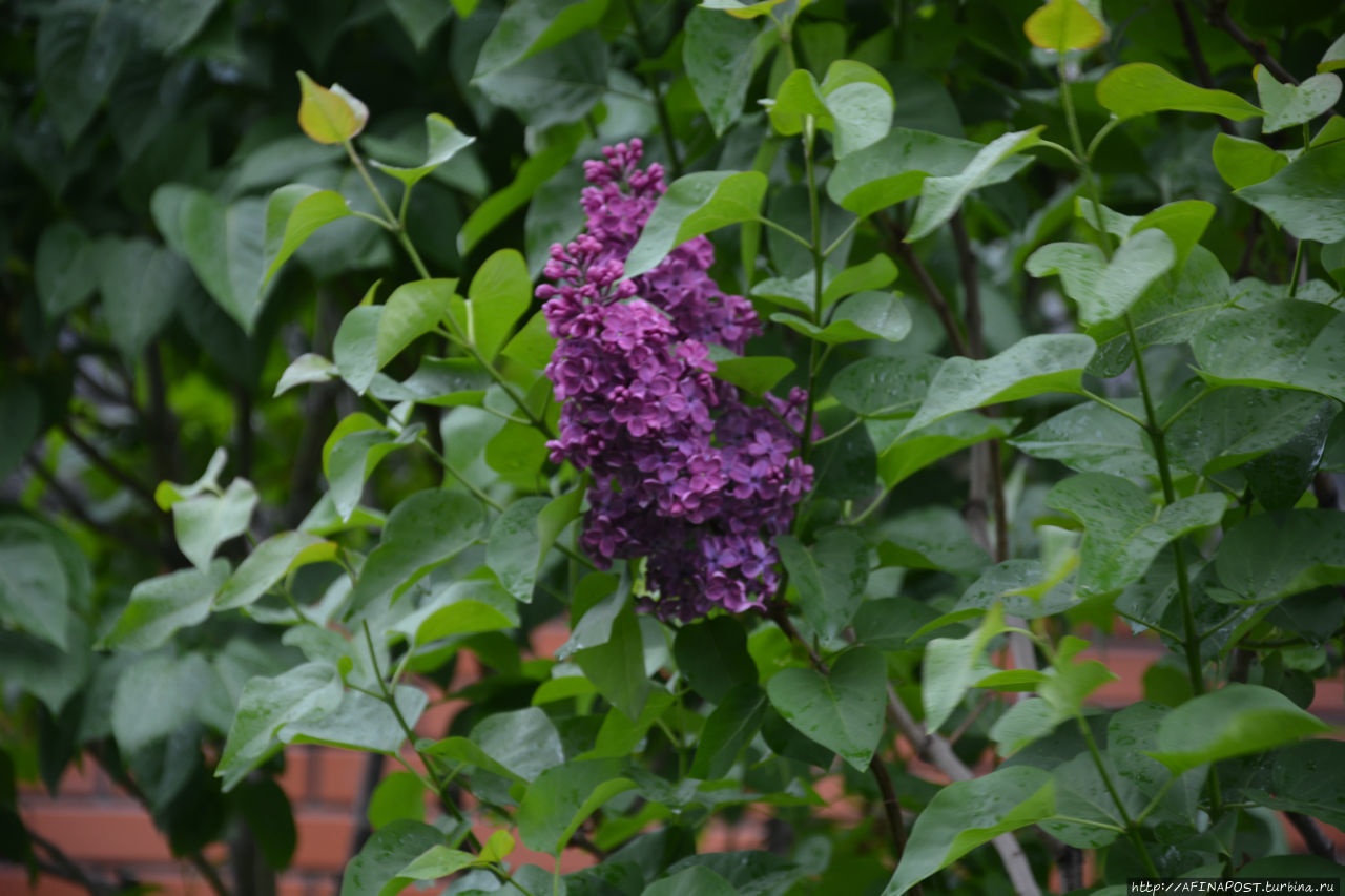 Дождливый майский день Москва, Россия