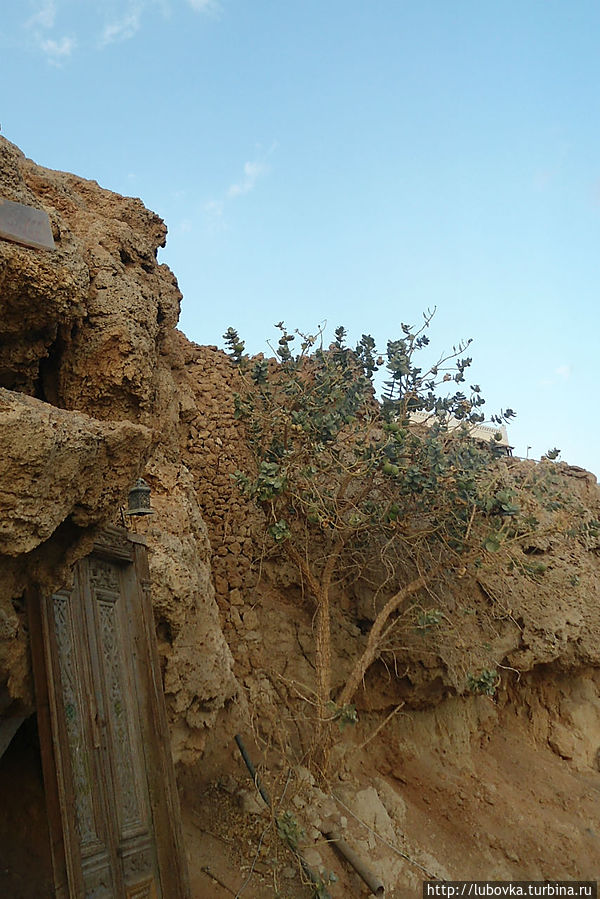 Содомское Яблоко Шарм-Эль-Шейх, Египет