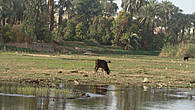 На берегах Нила пасутся коровы