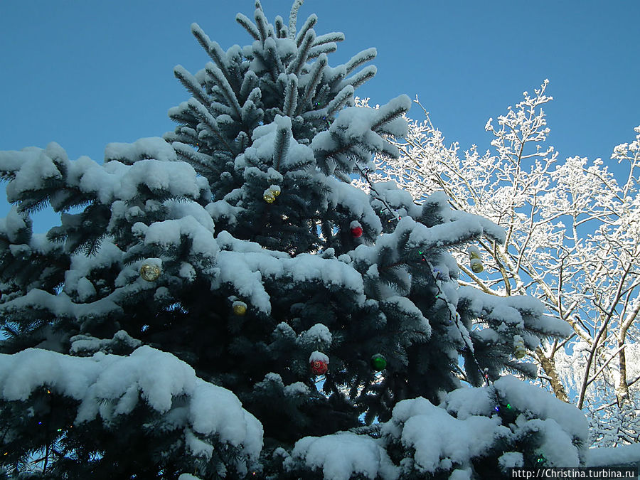 Во дворе у нас уже нарядили елку. 
Только вот игрушки затерялись в толще снежного покрова. Юрмала, Латвия