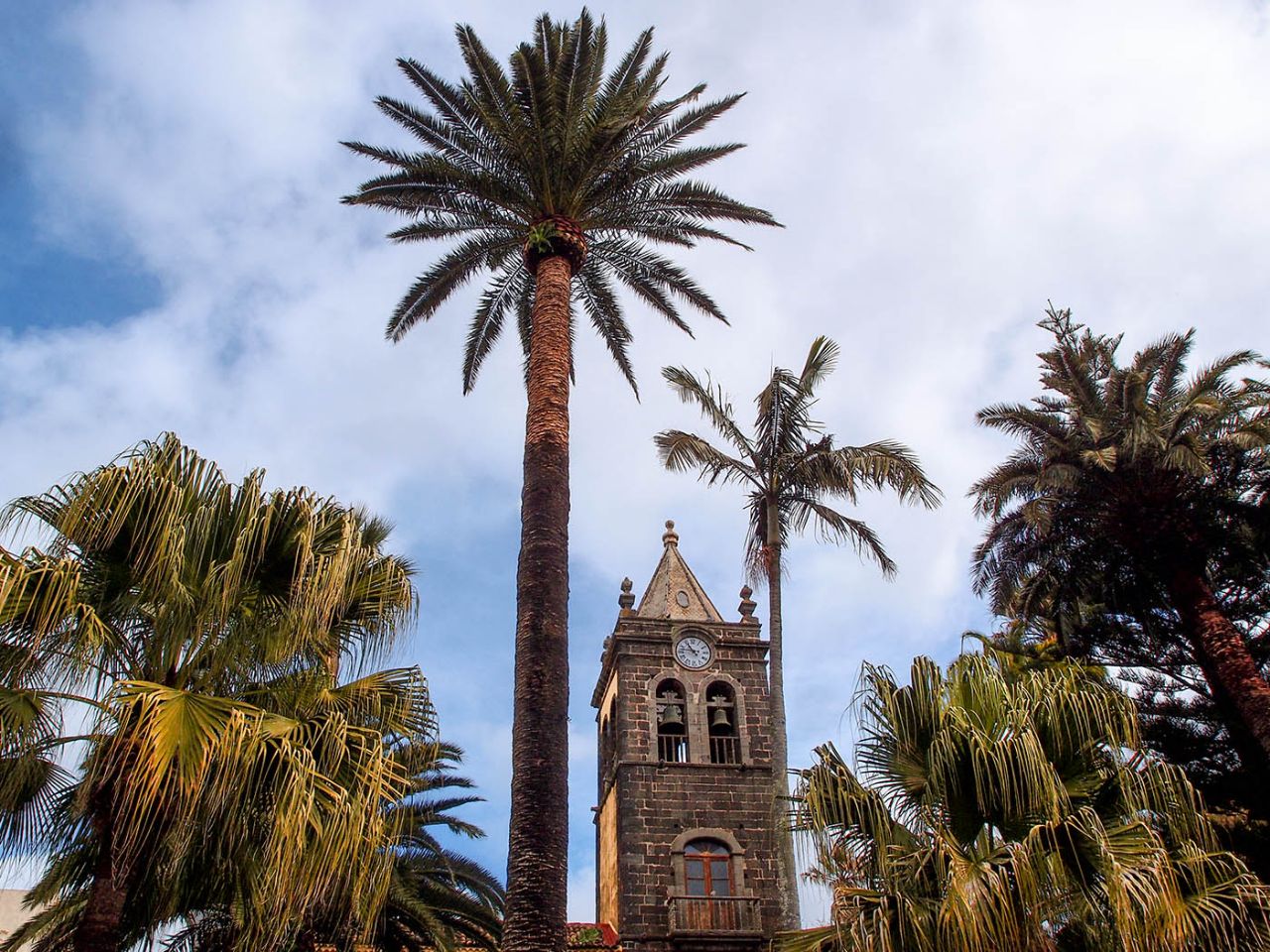 Пальма первенства Сан-Кристобаль-де-ла-Лагуна, остров Тенерифе, Испания