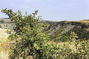 Археологи называют похороненного вместе с петухом в амбердской бане шута (ему было около 45 лет) несчастным не потому, что он был предан такому издевательскому погребению, а потому, что за возможность увеселять амбердского властителя этот шут в младенчестве заплатил очень дорого. Не известно точно, сломали ли ему спинной хребет, чтобы сделать его горбатым, но кости его таза были искалечены едва ли не в первые годы его жизни. Особенно же постарались сделать из него хорошего шута, когда обрабатывали его лицо. Из нижней его челюсти с левой стороны был вырезан значительный кусок, что придало его лицу неизменно забавную кривизну и скошенность. Чтобы он с юности походил как подобает шуту, на старика, ему вырвали все зубы, вырвали еще в детстве, так, что лунки заросли, и, открывая свой рот, чтобы пошутить, шут обнажал лишь голые десны. А чтобы он не мог держать рот закрытым, была произведена операция над его подбородком, нарушившая нормальное действие управляющих нижней челюстью мускулов. Этот шут всегда смеялся, как смеялся в романе Виктора Гюго юноша, который из лорда обратился в ярмарочного скомороха...
