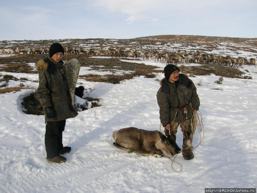 Жертвенный олень Ямало-Ненецкий автономный округ, Россия
