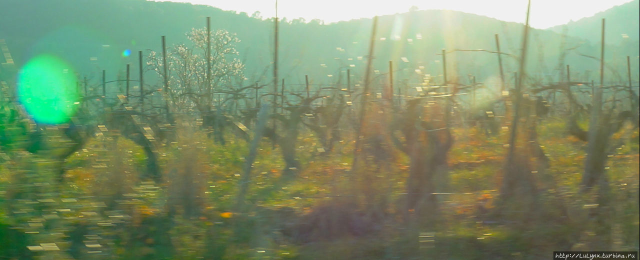 весенние виноградники вечером ... блики, солнце, настроение Безье, Франция