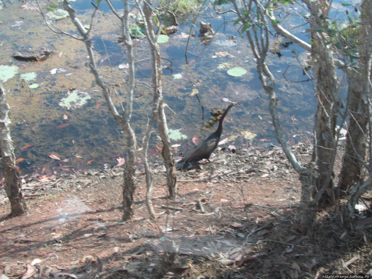 Природный парк Фогг Дэм Фогг-Дэм природный парк, Австралия