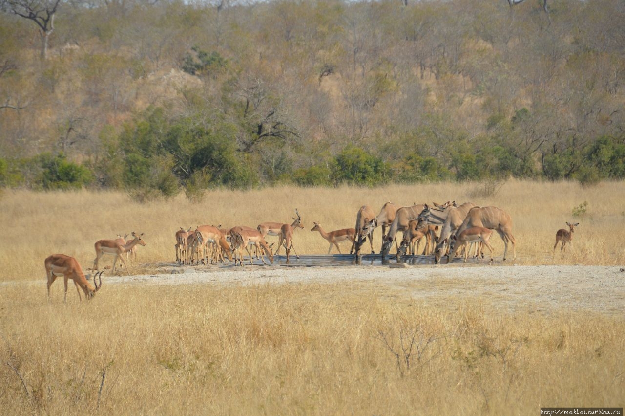 ЮАР. Национальный парк Крюгера. Ожидания и реальность Национальный парк Крюгер, ЮАР