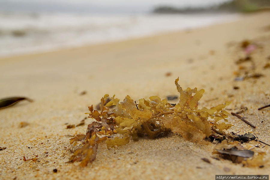 А водоросли очень похожи на нашу балтийскую пузырчатку Кучинг, Малайзия
