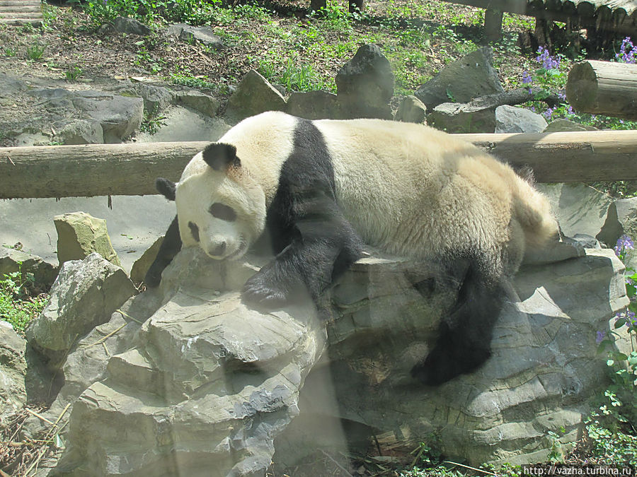 Зоопарк Шанхая. Продолжение. Шанхай, Китай