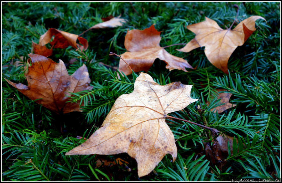 Висбаден после Рождества Висбаден, Германия
