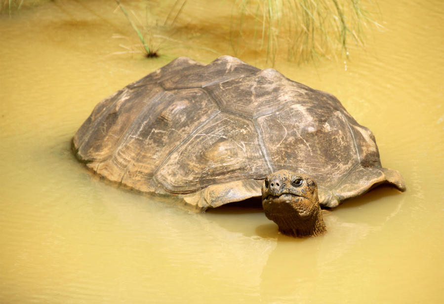 Гигантские черепахи заповедника Ла Ваниль Ля Ваний Резерв де Маскарен (природный парк), Маврикий