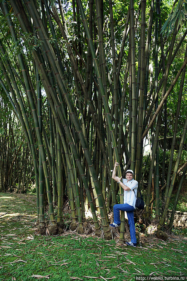 Бамбук. Ява, Индонезия