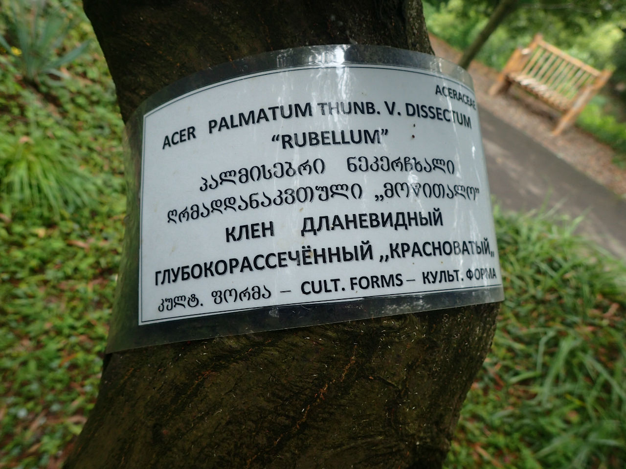 Мцване Концхи Ботанический сад