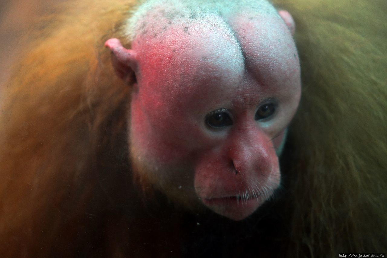 Зоопарк Лимы. Перу Лима, Перу