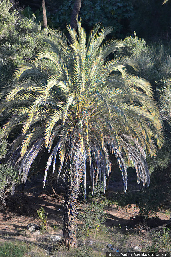 Финиковая пальма. Область Сус-Масса-Драа, Марокко
