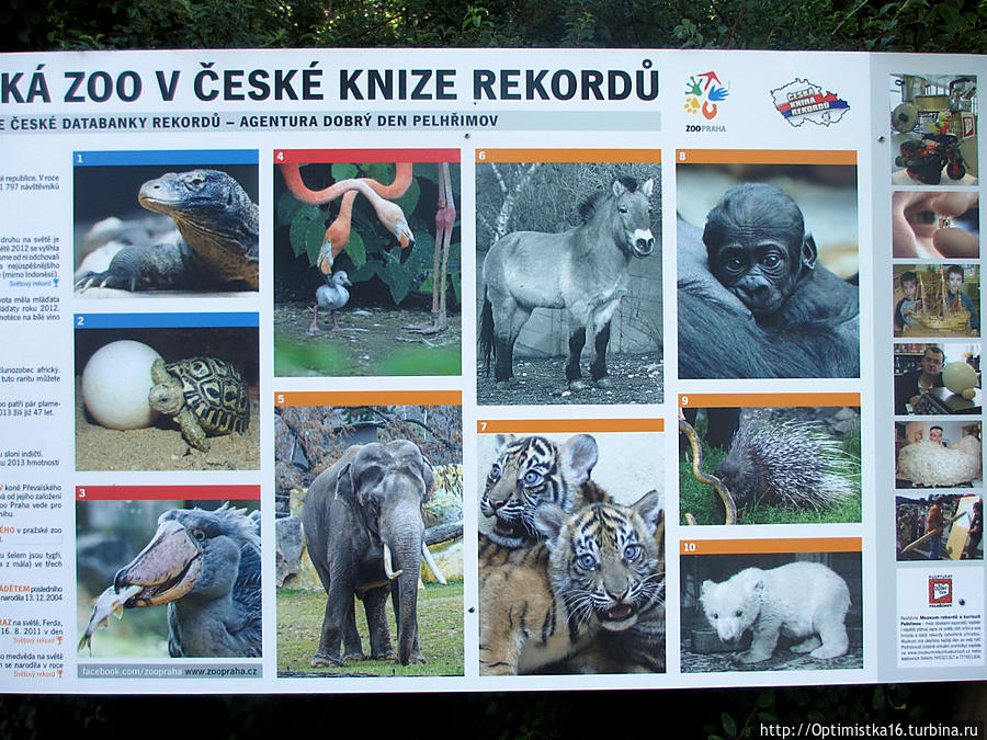 Пражский зоопарк — место, куда обязательно надо сходить Прага, Чехия