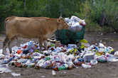 Коровы любят гулять по свалкам. Вообще, с уборкой мусора в Казахстане, и особенно в Балхаше, проблемы