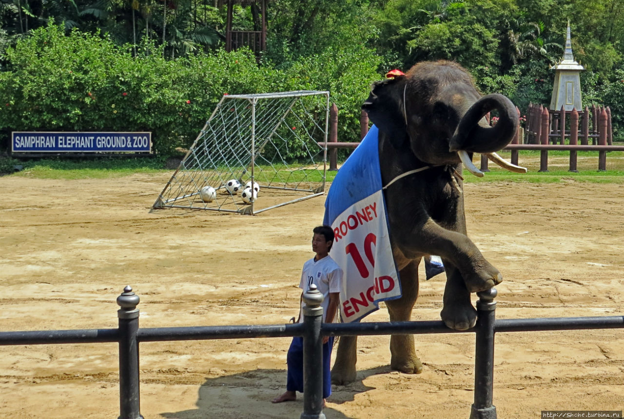 Elephant Show (Samphran Elephant Ground & Zoo) Сам-Пран, Таиланд