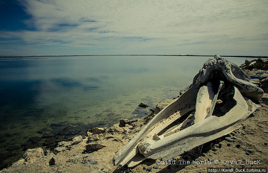 Череп серого кита