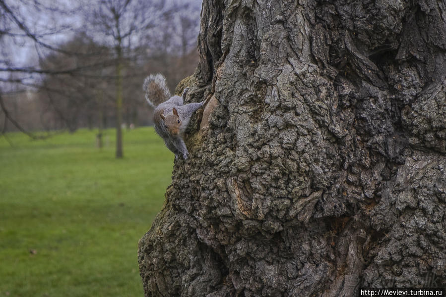 Обитатели Hyde Park Лондон, Великобритания