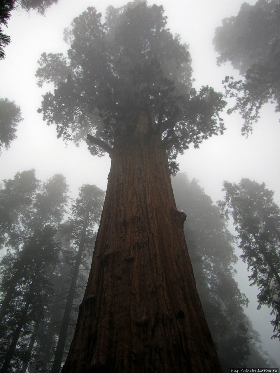 Елки в тумане. Нет — Большие елки в Большом тумане Национальный парк Кингс-Каньон, CША