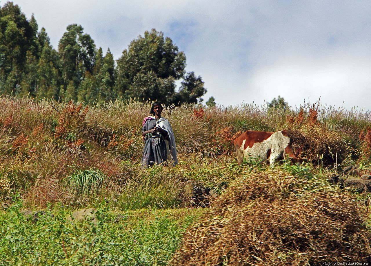 Эфиопские картинки. Дорога в Лалибелу. Регион Амхара Регион Амхара, Эфиопия