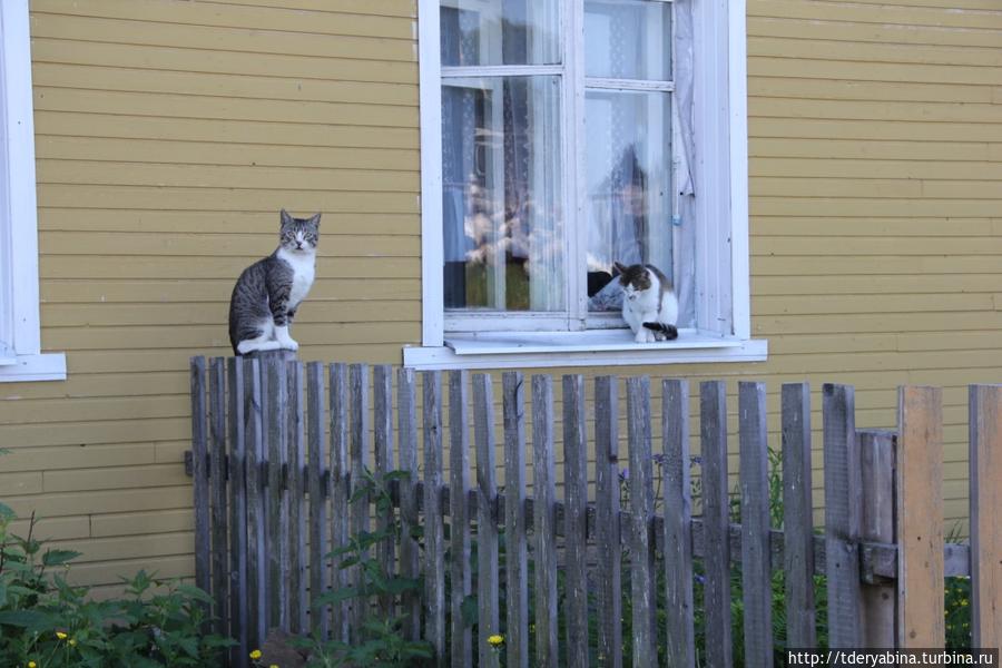 На острове нас встретили кошки и... Республика Карелия, Россия