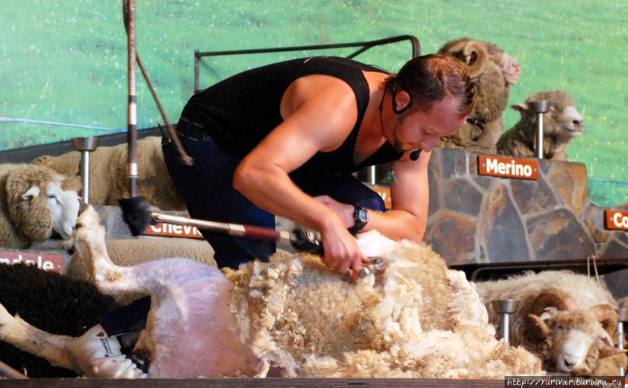 Мировой рекорд стрижки овцы — 46 секунд! Роторуа, Новая Зеландия