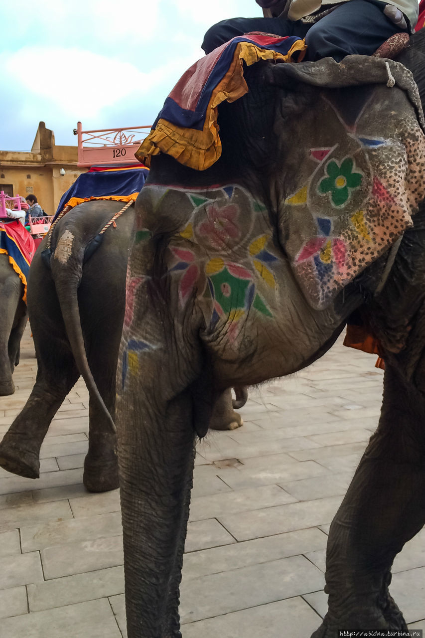На слонах в Форт Амбер Джайпур, Индия