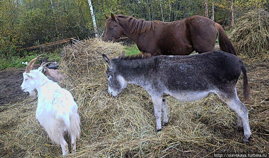 Смешались в кучу кони, люди, или поездка в Куркино Куркино (усадьба Резановых), Россия