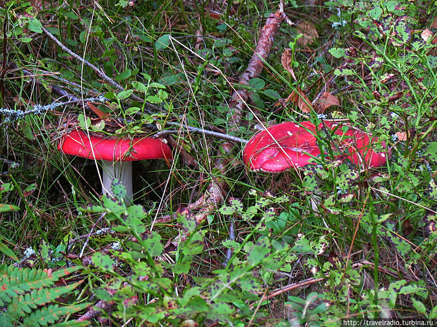 Микельторнис Латвия