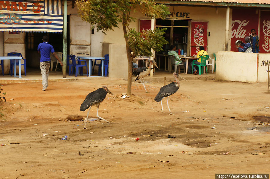 Танзания. Продолжение Танзания