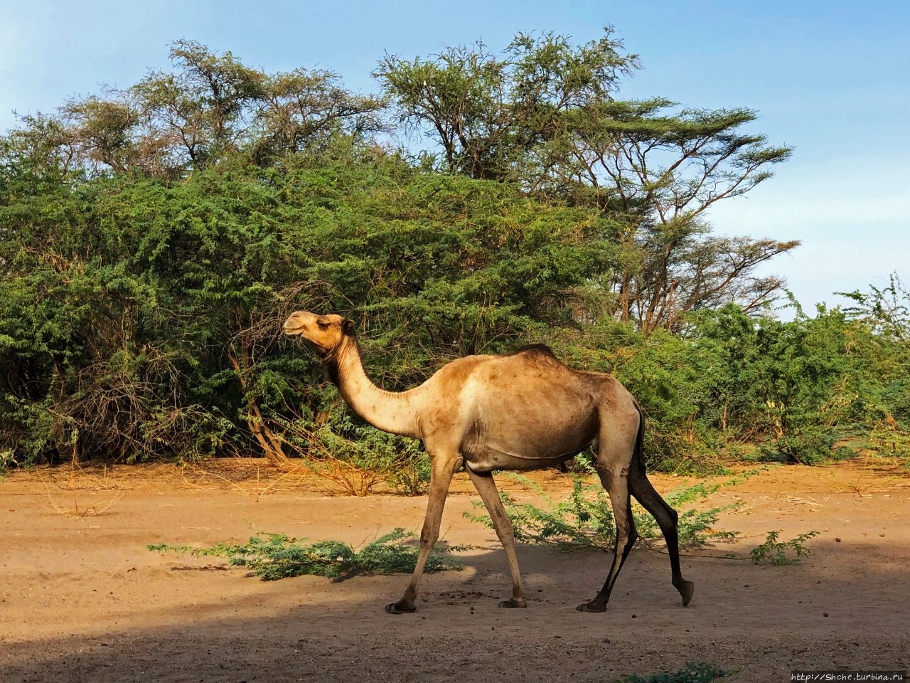 Верблюды идут на север Лодвар, Кения