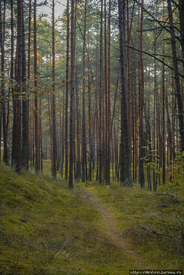 Прогулка в осеннем Лиелупе Юрмала, Латвия