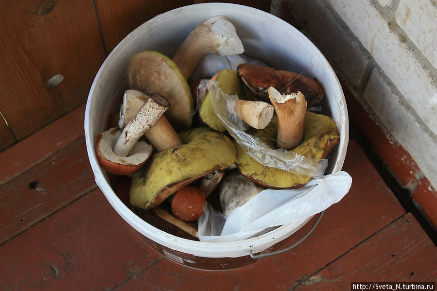 Эти грибы собрали наши соседи по домику, я их только сфотографировала :) Рязанская область, Россия