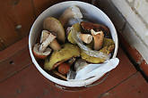 Эти грибы собрали наши соседи по домику, я их только сфотографировала :)