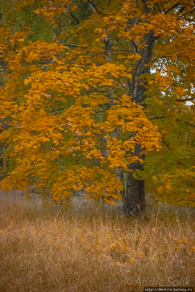 Красивая осень!!! Рига, Латвия