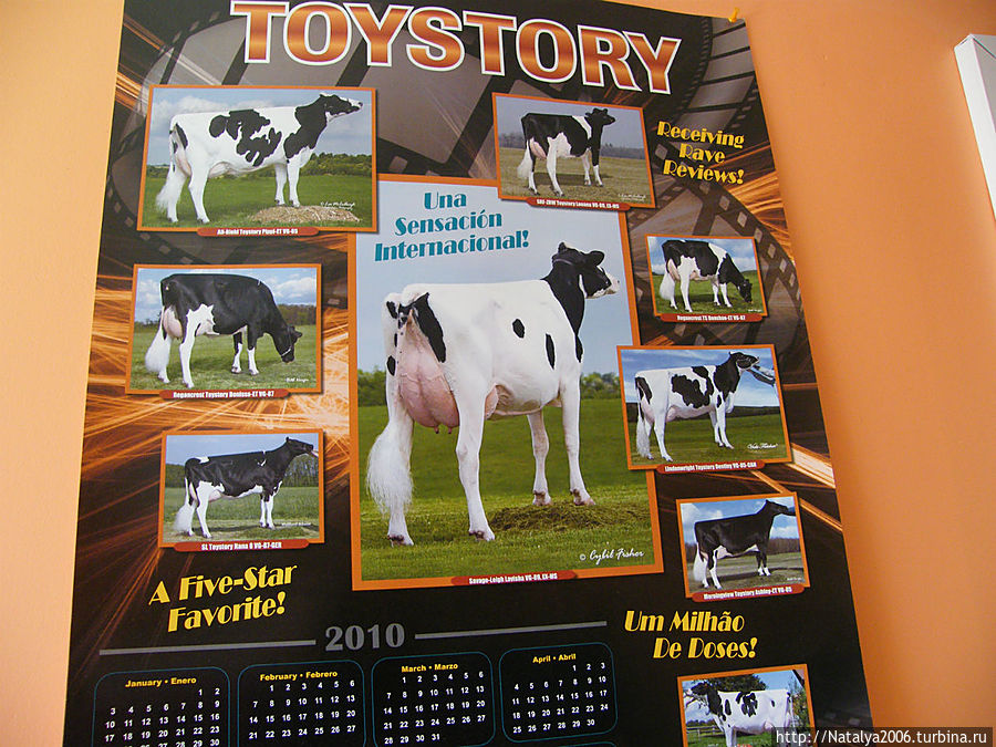 На плакате корова с расчесанным хвостом, готовая к выставке :-)