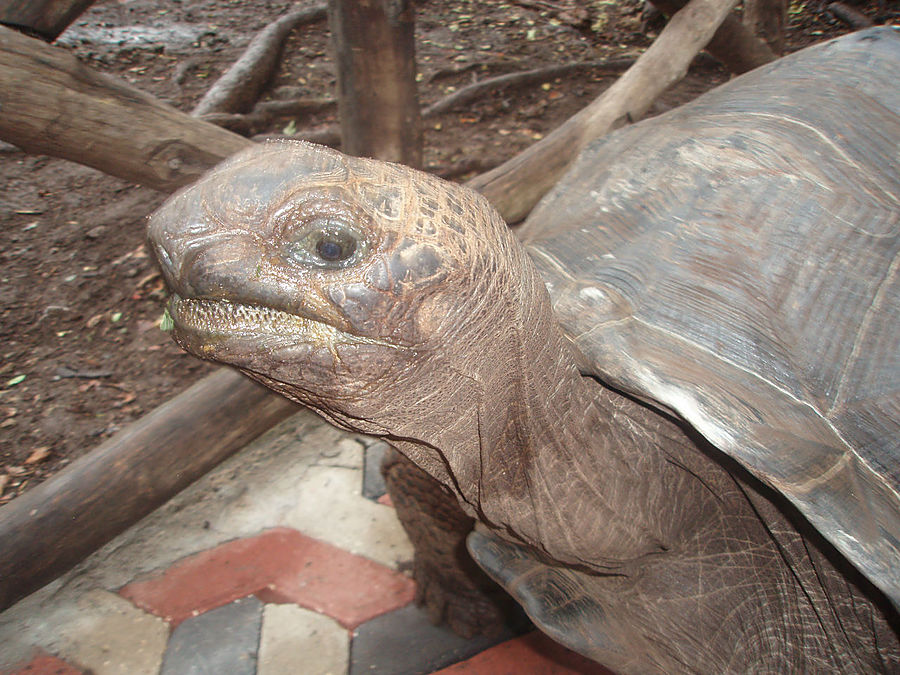 Призон. Остров гигантских черепах Остров Призон, Танзания