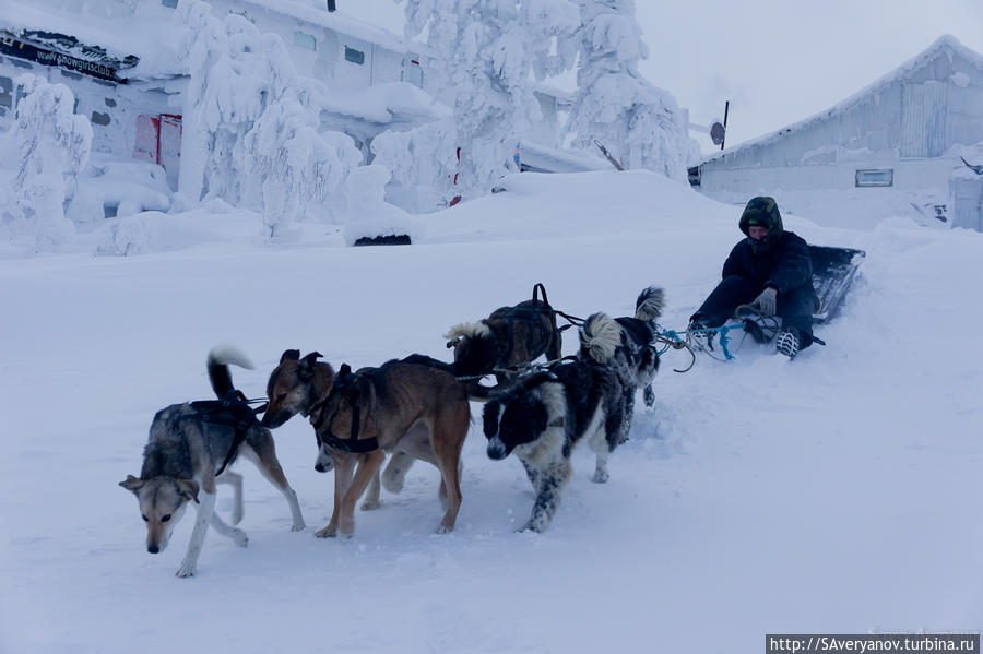 Главное транспортное средство зимой — ездовые собаки Качканар, Россия