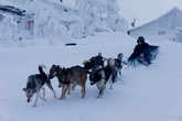 Главное транспортное средство зимой — ездовые собаки