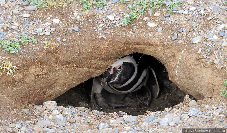 Пингвинье гнездо с мамой и детёнышем Чили