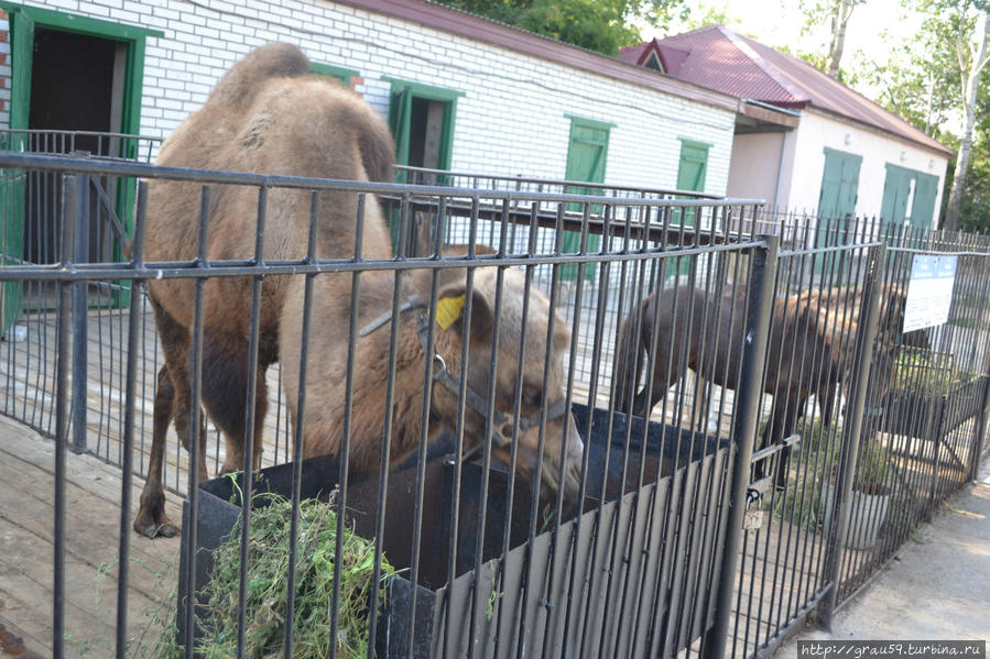 Детский зоопарк Уральск, Казахстан