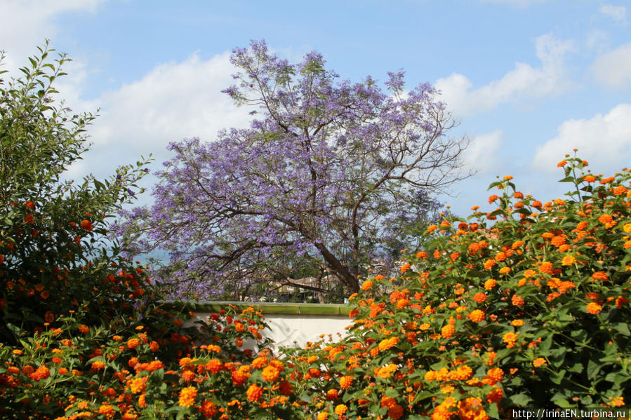 Жакаранда. Сиреневая весна Михас, Испания