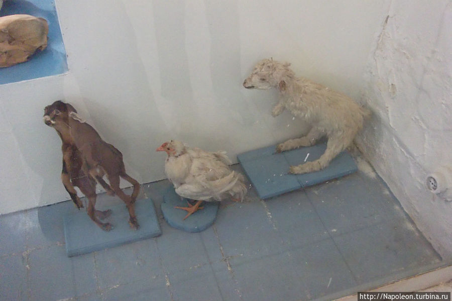 Ужасы хартумского зоопарка Хартум, Судан