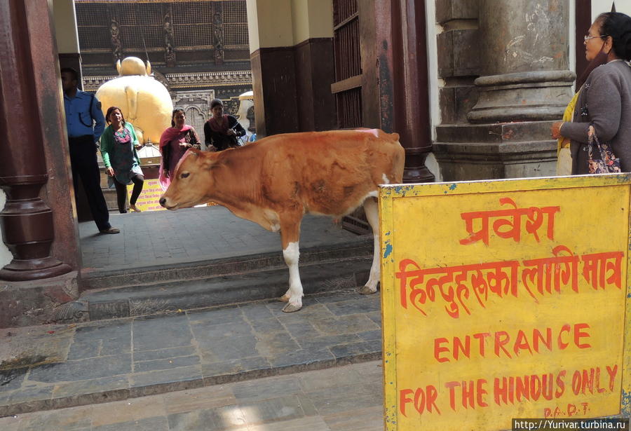Вход неиндуистам запрещен! Катманду, Непал